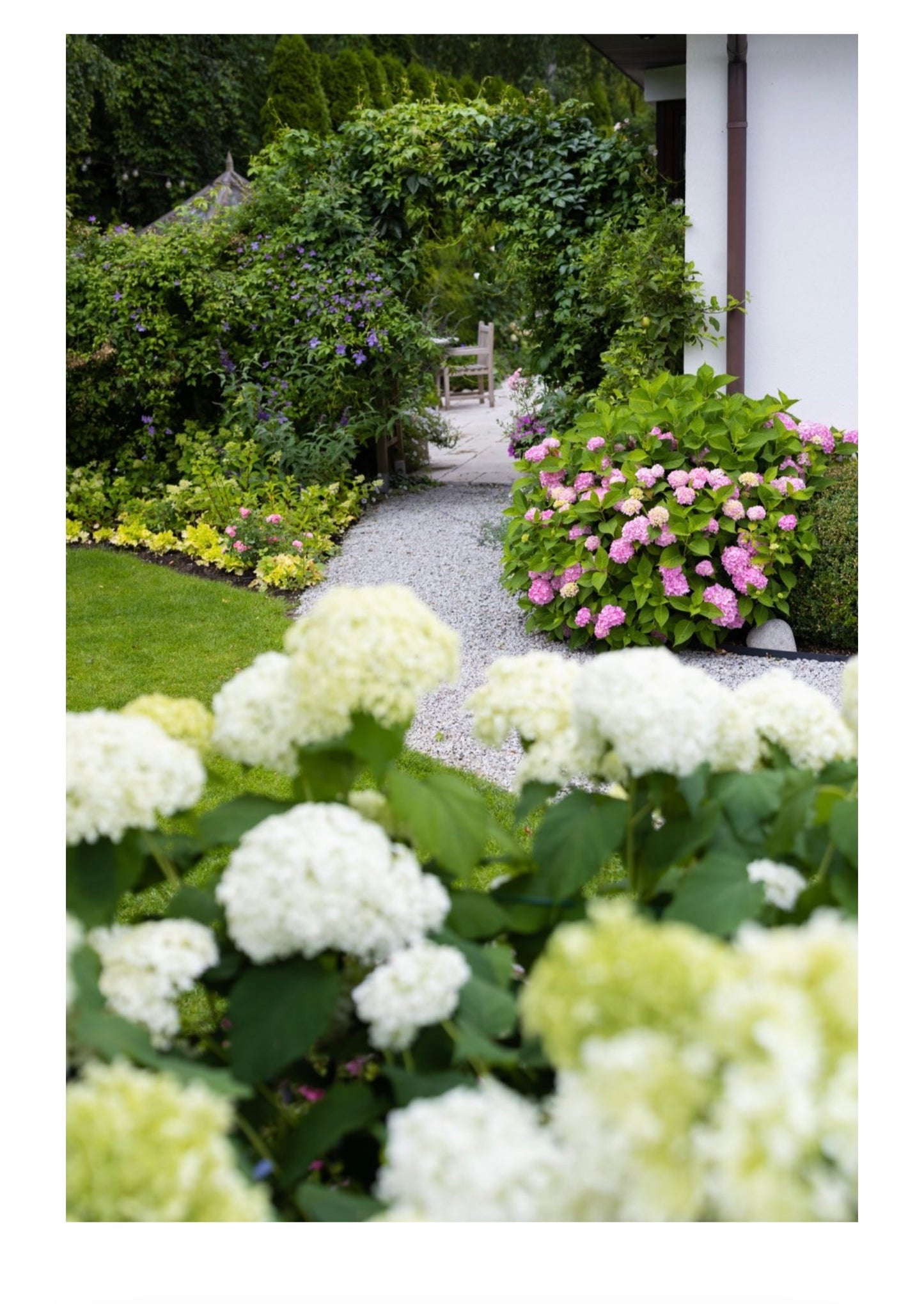 Hortensje bez tajemnic