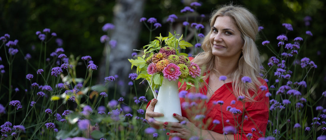 Cynia (Zinnia elegans)
