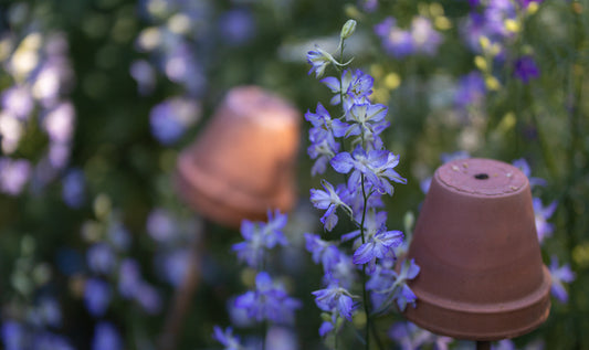 Ostróżeczka letnia (Consolida ajacis)