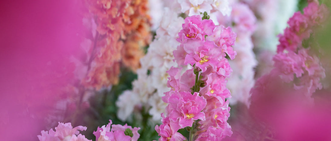 Lwia paszcza (Antirrhinum majus) – portret rośliny