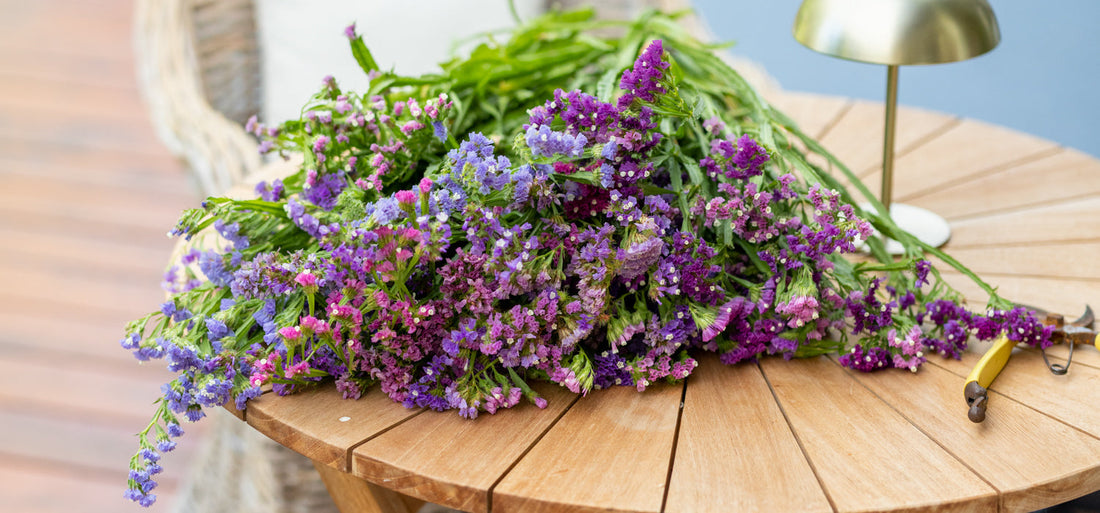 Zatrwian wrębny (Limonium sinuatum) – wysiew, uprawa i suszenie