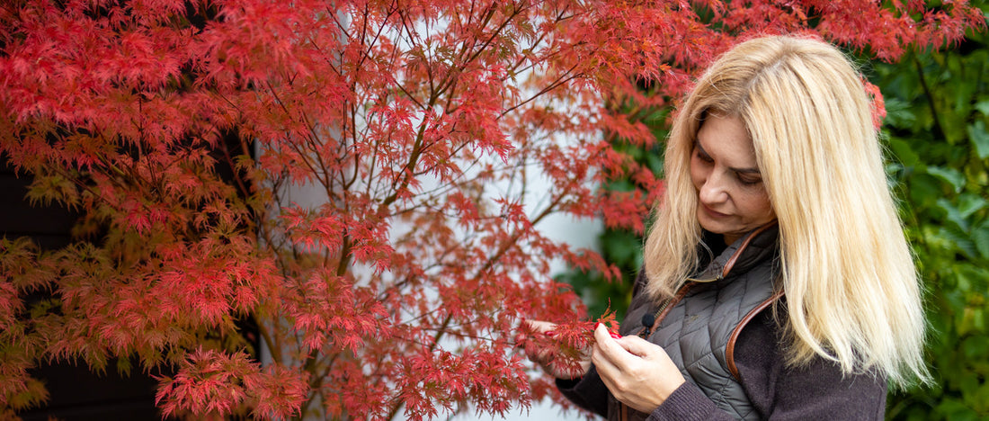 Klon palmowy w donicy – kompletny przewodnik uprawy w polskich warunkach