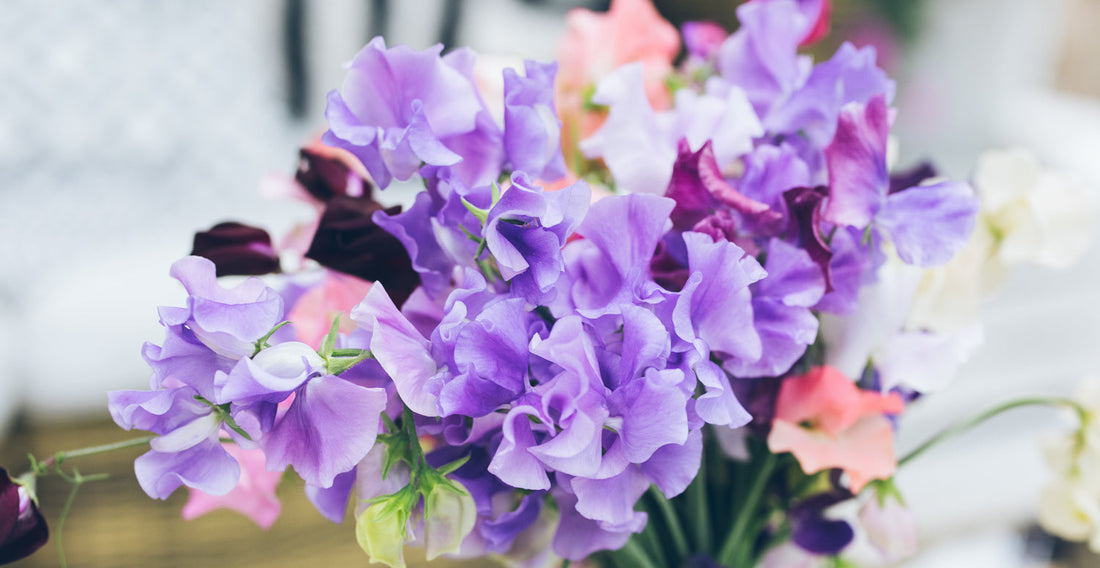 Groszek pachnący (Lathyrus odoratus) – siew, uprawa, kwitnienie i zapach