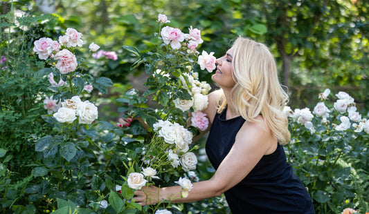Sadzenie róż z gołym korzeniem