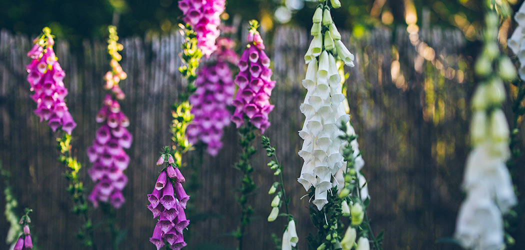 Rośliny dwuletnie – kiedy siać, kiedy kwitną, które warto mieć w ogrodzie