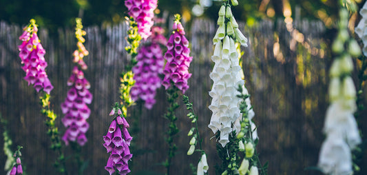 Rośliny dwuletnie – kiedy siać, kiedy kwitną, które warto mieć w ogrodzie