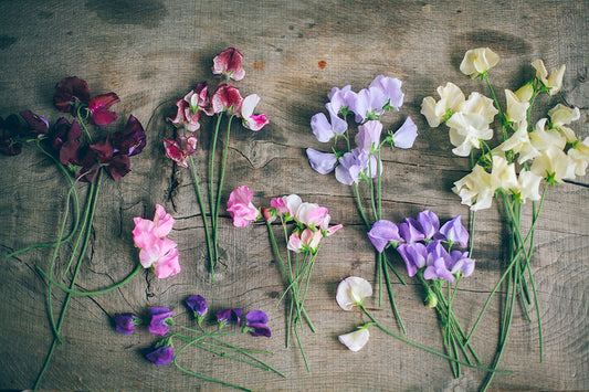 Groszek pachnący i inne kwiaty jednoroczne – co siać wiosną?