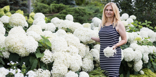 hortensja annabelle Mazowsze lipiec pełnia kwitnienia