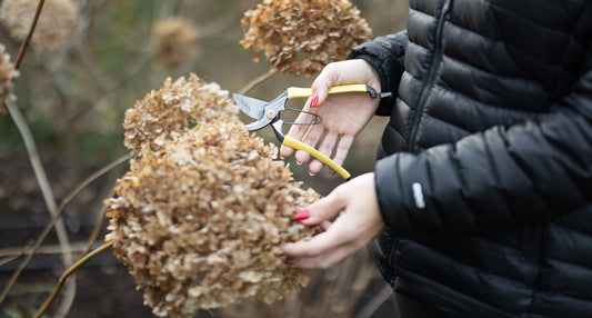 Hortensja Annabelle - uprawa, cięcie, pielęgnacja