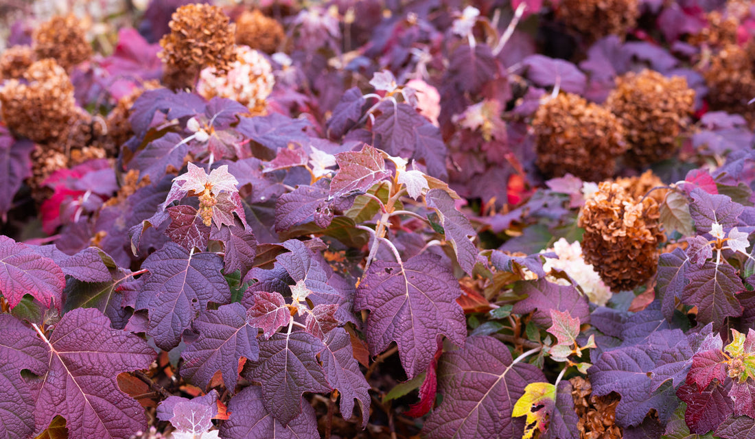 Hortensja dębolistna – odmiany, uprawa, cięcie i kolor jesienią