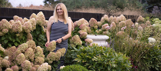 Jak ciąć hortensje bukietowe?