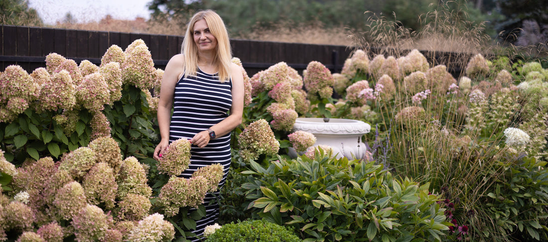 Jak ciąć hortensje bukietowe?