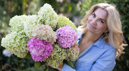 Hortensja ogrodowa – uprawa, pielęgnacja i cięcie wiosną.