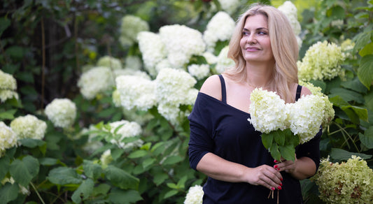 hortensje bukietowe limelight