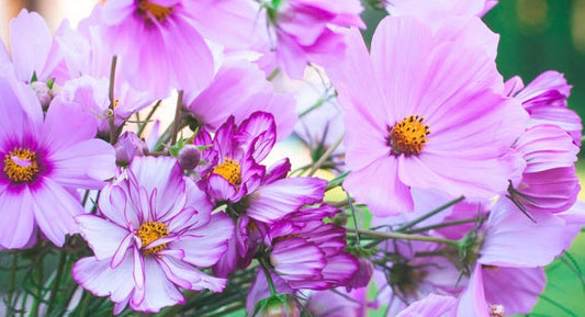 Kosmos (onętek): sprawdzona roślina jednoroczna na rabaty i do cięcia