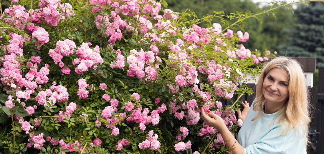 Najlepsze róże pnące do polskiego ogrodu