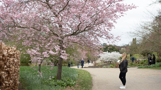 Czego NIE CIĄĆ w marcu?  Lista 7 popularnych roślin