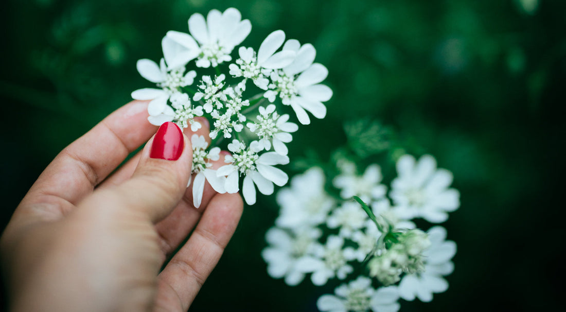 kwiat orlaya grandiflora