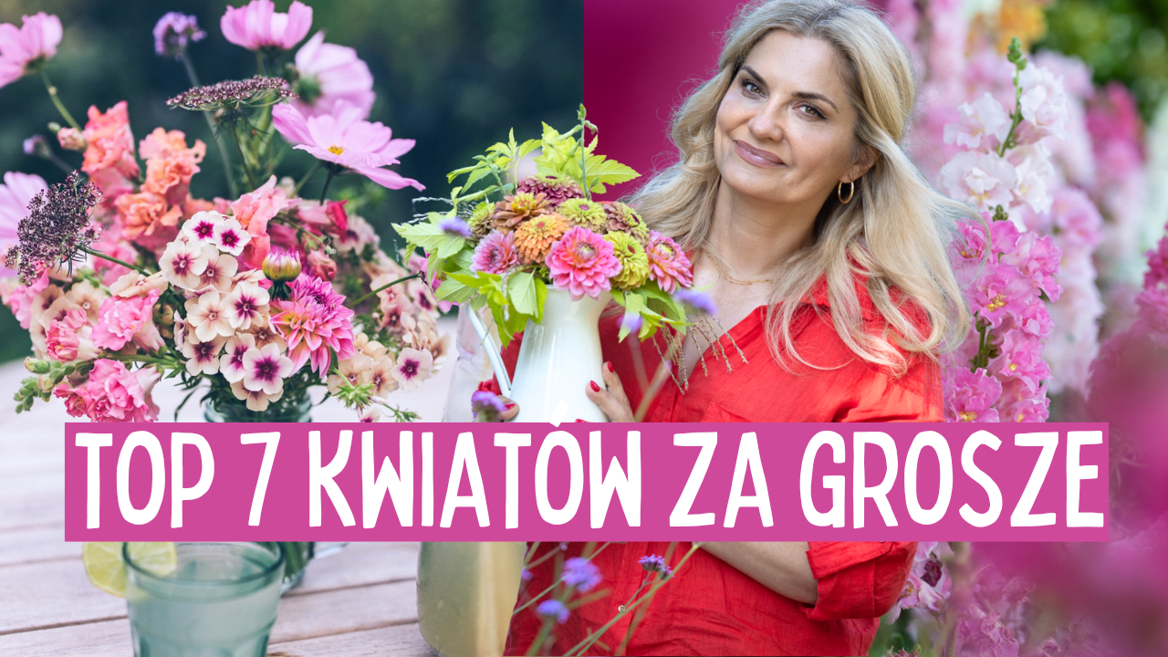 Załaduj film: top 7 kwiaty jednoroczne z siewu