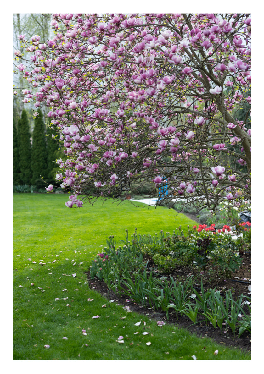 Piękny trawnik przez cały rok.